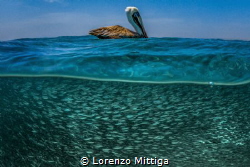 Overunder shot. A Brown Pelican is resting after a strike... by Lorenzo Mittiga 